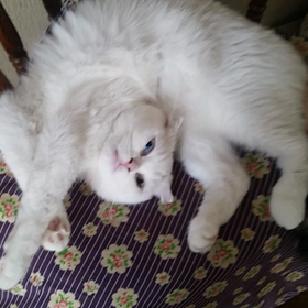 ひゃ～～～の画像