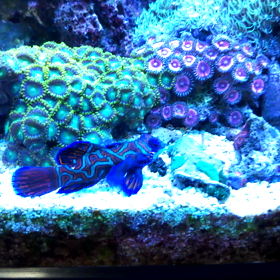 スポテッドマンダリンの泳ぎ動画の画像