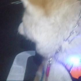 ウクライナの平和を願いながら、今朝のチンタラ散歩無事終了❗核使用をちらつかせながらの暴走独裁者の画像