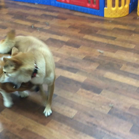 なつちゃん&さつま君のじゃれあいの画像