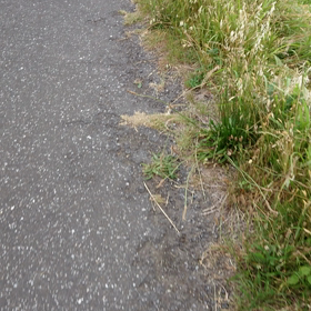 ウォーキングの…。の画像