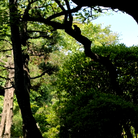新横浜に野生のリスの群れ！衝撃の鳴き声！の画像