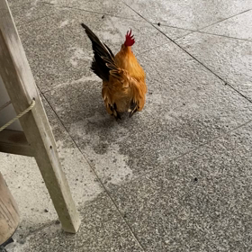 神宮の鶏の画像