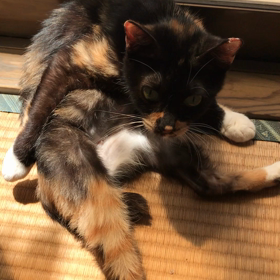 多頭飼育レスキュー【4月16日】午前の画像