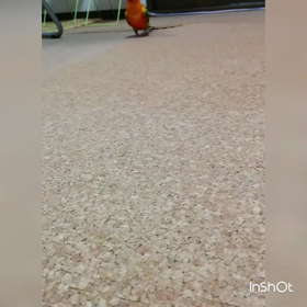 ぴーちゃんを呼んでみた。の画像