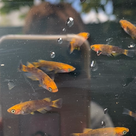 心龍〜パラダイス・*゜・ヽ(*´∀`)ﾉ・゜*・の画像