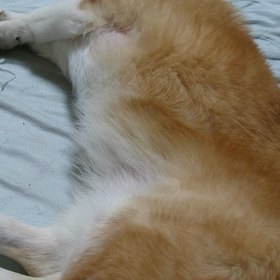 どんな夢みてるのかなぁの画像