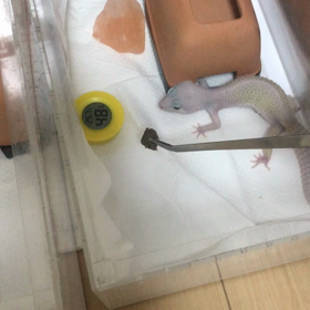 リムちゃんもパクパクの画像