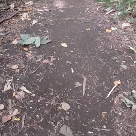 ゴジュウカラらしいの画像