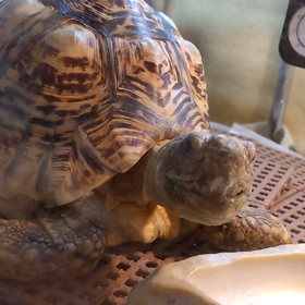 亀さんの動画載せてみた〜の画像