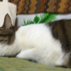 ねむりひめの画像