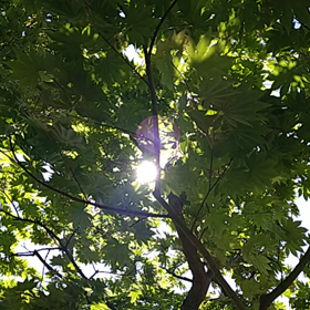 おはようの画像