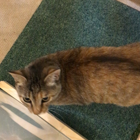 ふれあい譲渡会7月27日の画像