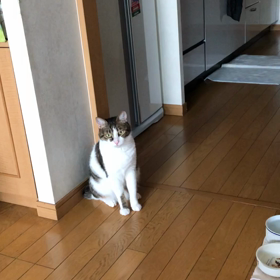 ポスト安倍ちゃん！失礼な主人、朝から悲しそうなデール。の画像