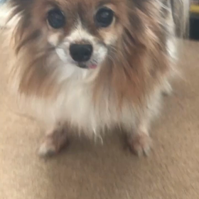 ウチのテトちゃんの画像