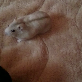 ☆プリンちゃん☆の画像