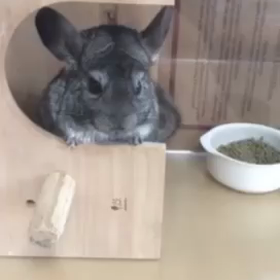 チワワの銀さん同好会（追記）の画像