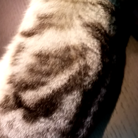 ブラッシングより普通にの画像