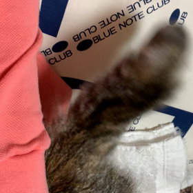 しっぽで表現？の画像