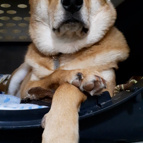 クレート基地　リッキー力丸　楽しい犬との暮らしの画像