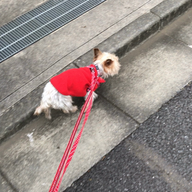 カル散歩の画像