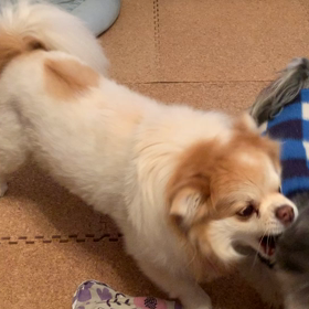 わちゃわちゃワンコの画像