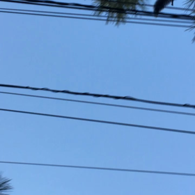 ケリ散歩93 ＊リスとの遭遇＊の画像