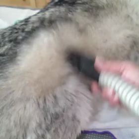 シベリアンハスキーの脱毛期の画像