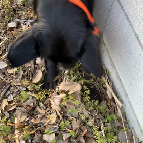 動画だよの画像