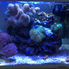 すいません。又、水槽です！の画像