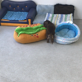 ♪プレイルーム動画♪の画像