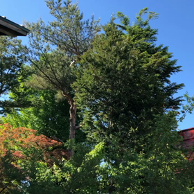 初夏？夏？の画像