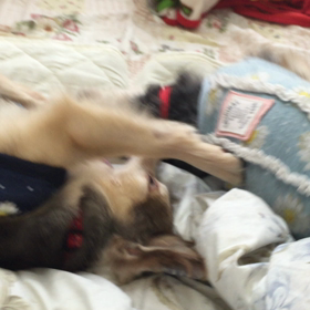 かまってほしいの〜の画像