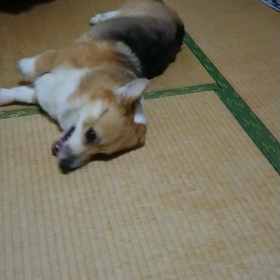 ゴロゴロの画像