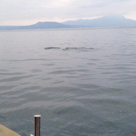 今日はイルカウオッチグの画像