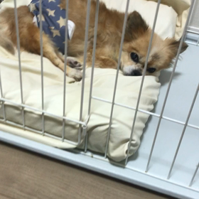 【犬の心臓病】パンフェノンの画像