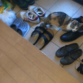 【動画】数ある靴の中からの画像