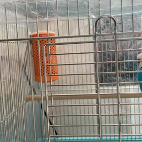 へんてこりんなお喋りの画像