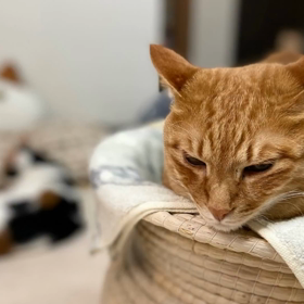 猫茶屋専属スタッフムービーの画像