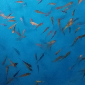 カワイイ～♪の画像