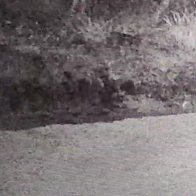 アナグマかい！の画像