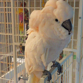 オオバタンの画像