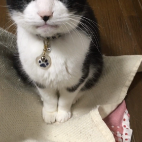 お膝に上るにゃ！の画像