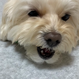 ☆犬ガム☆の画像