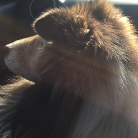 ←・・・・・・(・ω・。) ｼﾞｰｯの画像