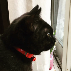 黒猫カカカカの画像