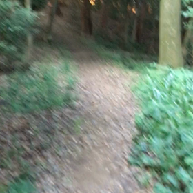 森林浴の動画2の画像