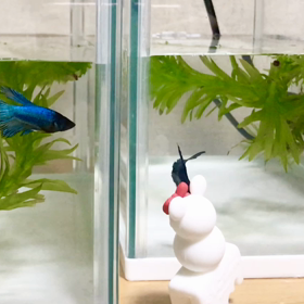 ミニーちゃんに興味のベタ稚魚の画像
