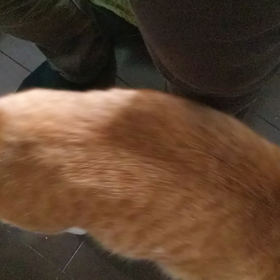 猫あるあるの画像