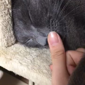 猫だね～の画像